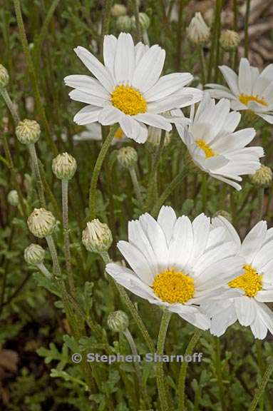 anthemis maritima 3 graphic